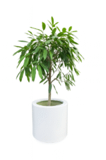 FLOWER POT polyester glossy white 9016 50x50 FLOWER POT polyester glossy white 9016 50x50